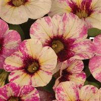 Rainbow Paloma Pink Calibrachoa