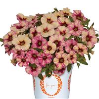 Rainbow Paloma Pink Calibrachoa