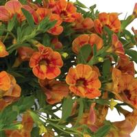 Rainbow Orange You Happy Calibrachoa