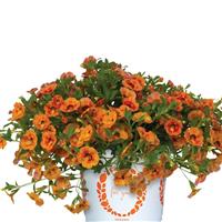 Rainbow Orange You Happy Calibrachoa