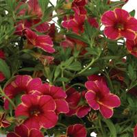 Rainbow Red Lava Calibrachoa