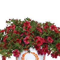 Rainbow Red Lava Calibrachoa