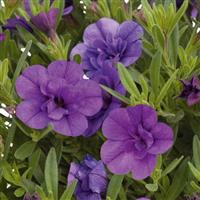 Unique Double Blue Calibrachoa