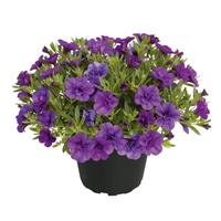 Unique Double Blue Calibrachoa