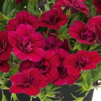 Unique Double Velvet Red Calibrachoa