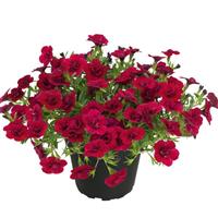 Unique Double Velvet Red Calibrachoa