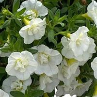 Unique Double White Calibrachoa