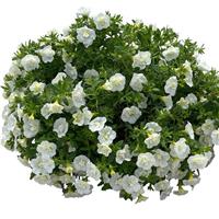 Unique Double White Calibrachoa