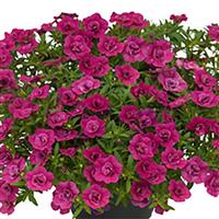 Unique Double Bright Pink Calibrachoa