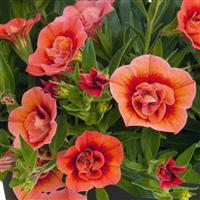 Unique Double Mango Fizz Calibrachoa