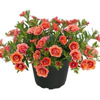 Unique Double Mango Fizz Calibrachoa