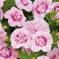 Unique Double Orchid Fizz Calibrachoa