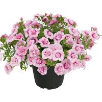 Unique Double Orchid Fizz Calibrachoa