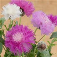 Imperialis Sweet Vanilla Mix Centaurea