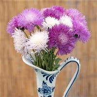 Imperialis Sweet Vanilla Mix Centaurea