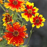 Coreopsis Boom