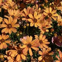 Coreopsis Nova Amber
