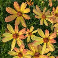 Coreopsis Sunny Days Rays