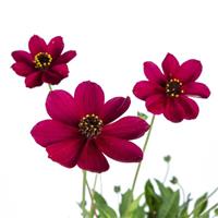 Cherry Chocolate Cosmos