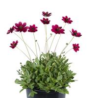 Cherry Chocolate Cosmos