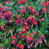 Absolutely Batty Cuphea