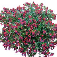 Absolutely Batty Cuphea