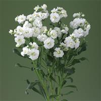 Trident White Cut Flower Matthiola