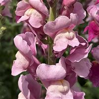Antibes 1 Lavender Cut Flower Snapdragon