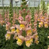 Antibes 1 Apricot Cut Flower Snapdragon