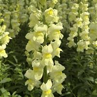 Antibes 1 Lemon Cut Flower Snapdragon