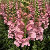 Antibes 1 Soft Pink Cut Flower Snapdragon