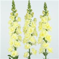 Snapstar Yellow Cut Flower Snapdragon