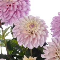 Coffee Shop Lavender Latte Dahlia