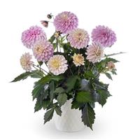 Coffee Shop Lavender Latte Dahlia