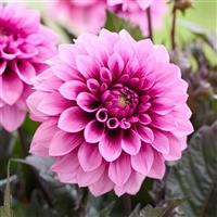 Labella Grande Chocolate Rose Dahlia