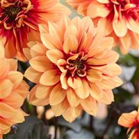 Labella Grande Chocolate Amber Dahlia