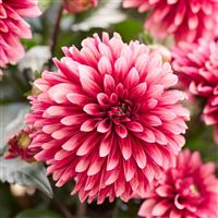 Labella Grande Chocolate Apricot Dahlia