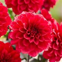 Labella Grande Chocolate Red Dahlia