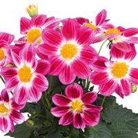 Summer Bees Purple Bicolor Dahlia