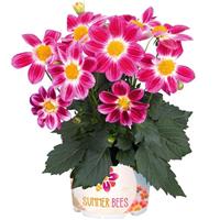 Summer Bees Purple Bicolor Dahlia