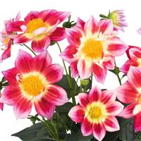 Summer Bees Red Bicolor Dahlia