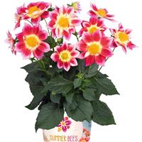 Summer Bees Red Bicolor Dahlia