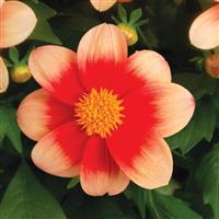 Summer Bees Salmon Bicolor Dahlia