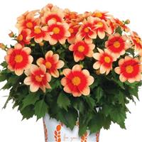 Summer Bees Salmon Bicolor Dahlia