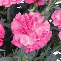 Dianthus Oriental Rose Charm