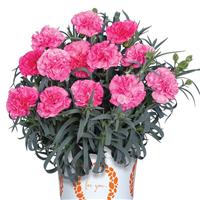 Dianthus Oriental Rose Charm