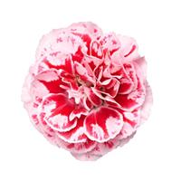 Dianthus Sunflor Megan