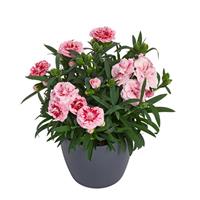 Dianthus Sunflor Megan