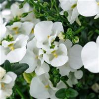 Darla White Improved Diascia