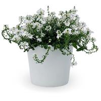 Darla White Improved Diascia